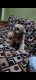 Shih Tzu Puppies for sale in Manvel Pada - Kargil Nagar Rd, Ekvira Darshan, Virar East, Virar, Maharashtra 401305, India. price: 40000 INR