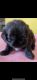 Shih Tzu Puppies for sale in Frankfort, KY 40601, USA. price: NA