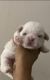 Shih Tzu Puppies for sale in Atlanta, GA, USA. price: $1,000