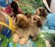 Shih Tzu Puppies for sale in Philadelphia, PA, USA. price: $1,400