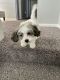 Shih Tzu Puppies for sale in Shelby Twp, MI, USA. price: NA