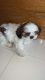 Shih Tzu Puppies for sale in Balewadi High St, Laxman Nagar, Baner, Pune, Maharashtra 411045, India. price: 25000 INR