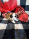 Shih Tzu Puppies for sale in Ferdinand, IN 47532, USA. price: $1,200