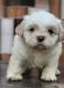 Shih Tzu Puppies for sale in Bisrakh Rd, Jalpura, Greater Noida, Uttar Pradesh, India. price: 18000 INR