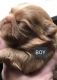 Shih Tzu Puppies for sale in Fort Myers, FL, USA. price: NA