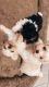 Shih Tzu Puppies for sale in Spokane, WA, USA. price: $500