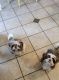 Shih Tzu Puppies for sale in Redwood City, CA, USA. price: $150,000
