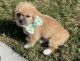 Shih Tzu Puppies for sale in Kissimmee, FL, USA. price: $800