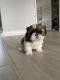 Shih Tzu Puppies for sale in Westfield, MA 01085, USA. price: $1,800