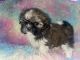Shih Tzu Puppies for sale in Philadelphia, PA, USA. price: $1,300