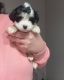 Shih Tzu Puppies for sale in Philadelphia, PA, USA. price: $1,000