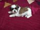 Shih Tzu Puppies for sale in Shamshabad, Hyderabad, Telangana 501218, India. price: 29000 INR
