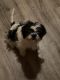 Shih Tzu Puppies for sale in Columbus, OH, USA. price: $550