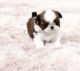 Shih Tzu Puppies for sale in Highland Park, Los Angeles, CA, USA. price: $700