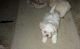 Shih Tzu Puppies for sale in 505 N Rachal Ave, Sinton, TX 78387, USA. price: NA