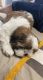 Shih Tzu Puppies for sale in Las Cruces, NM, USA. price: NA