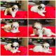 Shih Tzu Puppies for sale in Rochester, NY, USA. price: $1,200