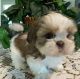 Shih Tzu Puppies for sale in 203 US-1, Norlina, NC 27563, USA. price: $500