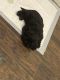 Shih Tzu Puppies for sale in Frankfort, KY 40601, USA. price: NA