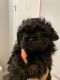 Shih Tzu Puppies for sale in Boiling Springs, SC 29316, USA. price: $1,350
