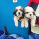 Shih Tzu Puppies for sale in Kurmannapalem, Visakhapatnam, Andhra Pradesh, India. price: 32000 INR