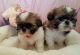 Shih Tzu Puppies for sale in Flower Mound, TX, USA. price: $1,200
