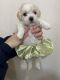 Shih Tzu Puppies for sale in Scottsdale, AZ, USA. price: $2,000