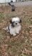 Shih Tzu Puppies for sale in Hamilton Township, NJ, USA. price: $1,800