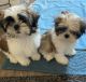 Shih Tzu Puppies for sale in Modesto, CA, USA. price: $1,900
