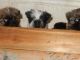 Shih Tzu Puppies for sale in McDonough, NY 13801, USA. price: NA