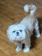 Shih Tzu Puppies for sale in Morrow, GA 30260, USA. price: $2,000