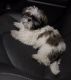 Shih Tzu Puppies for sale in Fremont, CA, USA. price: NA
