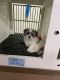 Shih Tzu Puppies for sale in Kansas City, MO, USA. price: $1,200