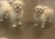 Shih Tzu Puppies for sale in Hampstead, NC, USA. price: $100
