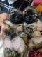 Shih Tzu Puppies for sale in Dehradun, Uttarakhand, India. price: 18000 INR