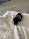 Shih Tzu Puppies for sale in Springfield, MO, USA. price: NA