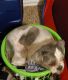 Shih Tzu Puppies for sale in Rosenberg, TX, USA. price: $900