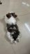Shih Tzu Puppies for sale in Vrindavan Society Rd, Mahatma Society, Kothrud, Pune, Maharashtra 411038, India. price: 24000 INR