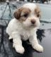Shih Tzu Puppies for sale in Florida City, FL, USA. price: NA