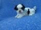 Shih Tzu Puppies for sale in Hacienda Heights, CA, USA. price: $1,299