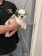 Shih Tzu Puppies for sale in Riverbank, CA, USA. price: $1,500
