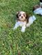Shih Tzu Puppies for sale in San Diego, CA, USA. price: $700