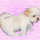 Shih Tzu Puppies for sale in Detroit, MI 48210, USA. price: $1,000