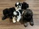 Shih Tzu Puppies for sale in Elgin, IL, USA. price: $600