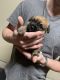 Shih Tzu Puppies for sale in Flowery Branch, GA, USA. price: NA