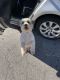 Shih Tzu Puppies for sale in Fayetteville, GA, USA. price: NA