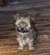 Shih Tzu Puppies for sale in Perry, NY 14530, USA. price: $875