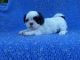 Shih Tzu Puppies for sale in Hacienda Heights, CA, USA. price: $1,299