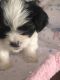 Shih Tzu Puppies for sale in Shorewood, IL, USA. price: $2,200