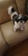 Shih Tzu Puppies for sale in Framingham, MA, USA. price: $800